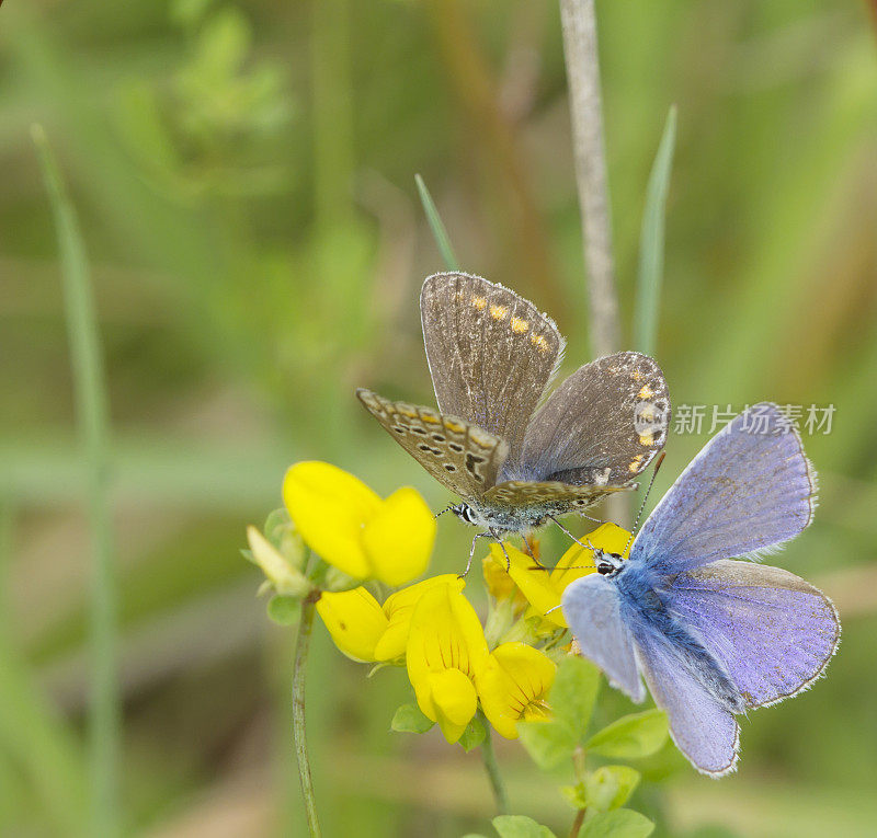 普通蓝蝶(Polyommatus icarus)求爱